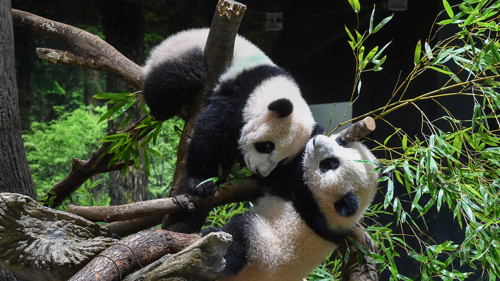 Япония впервые за 50 лет останется без панд. Что произошло