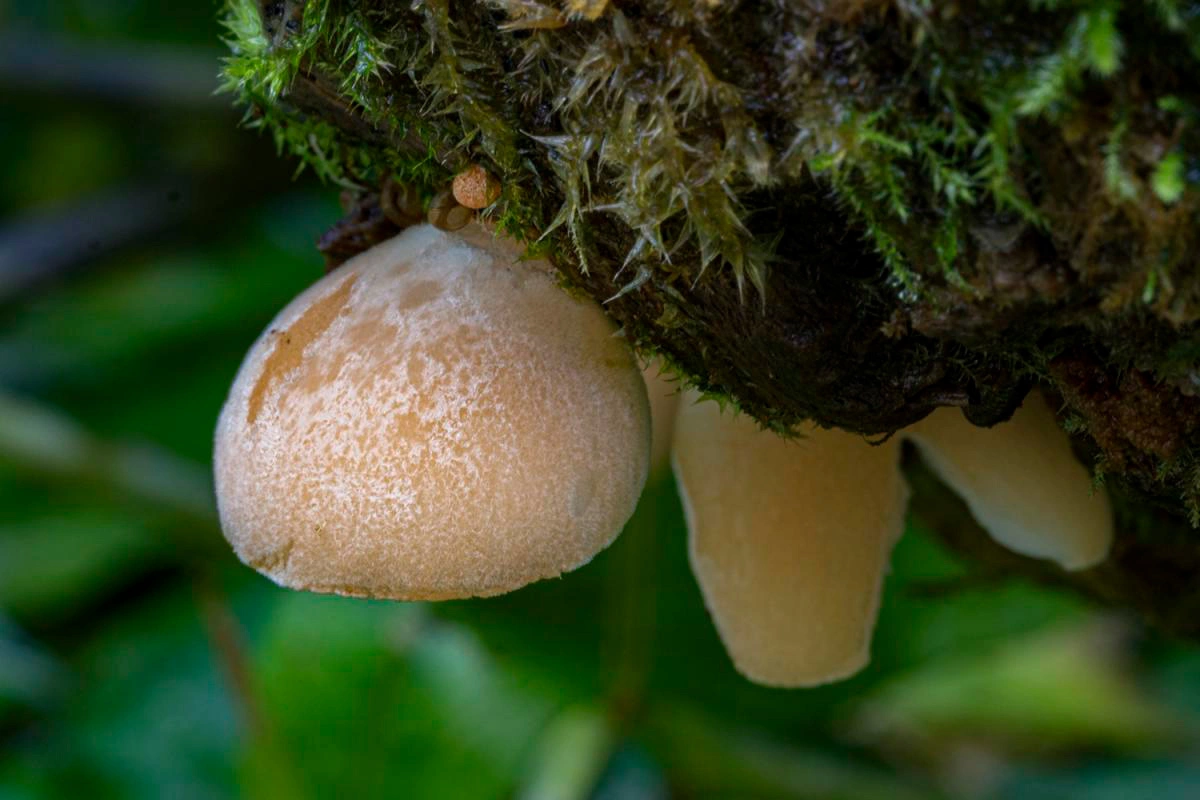 Крепидотус индийский (Crepidotus indicus)