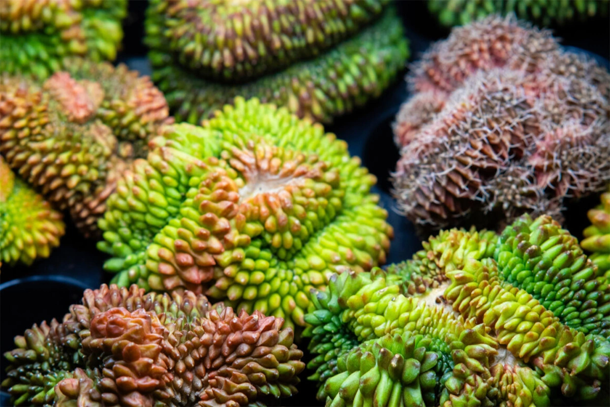 «Флора фест»