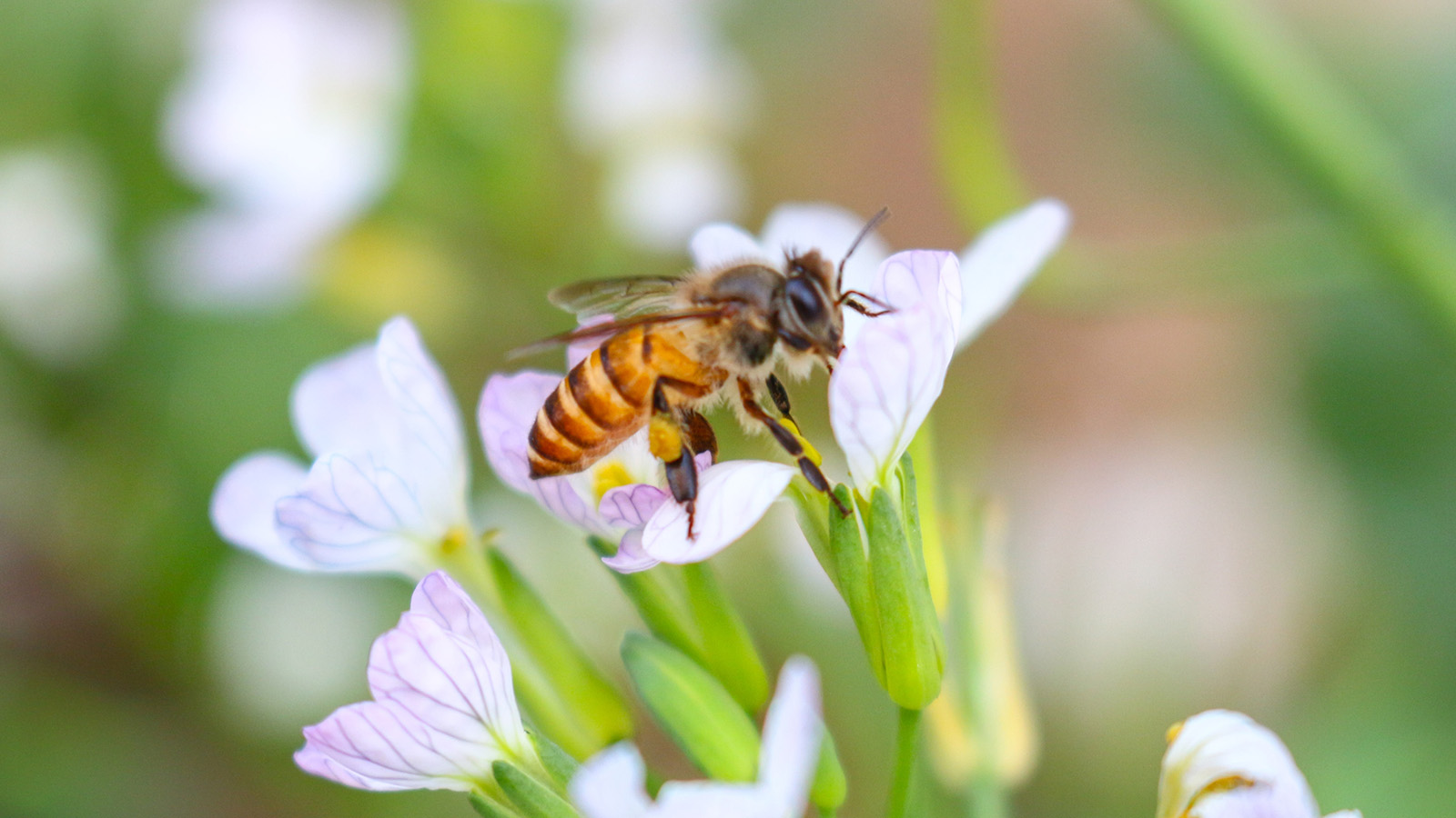 В России создадут генетический резерв популяций пчел. Зачем это нужно