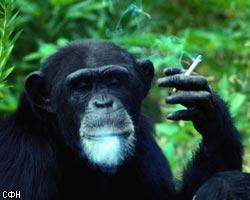 Шимпанзе бросила курить