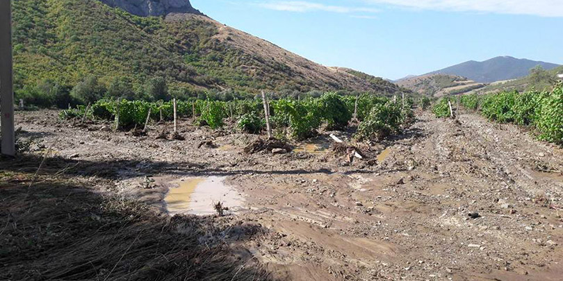 «Массандра» оценила ущерб для виноградников от стихии в Крыму