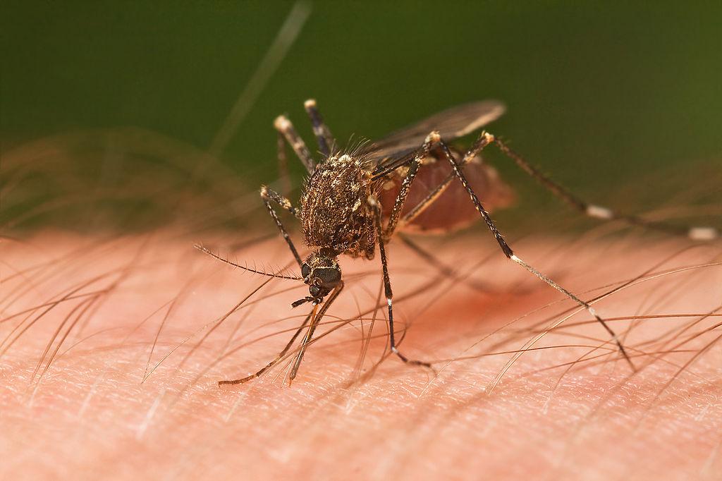 Кусают только самки комаров. Для выплода им нужны особые белки, которые есть в крови теплокровных