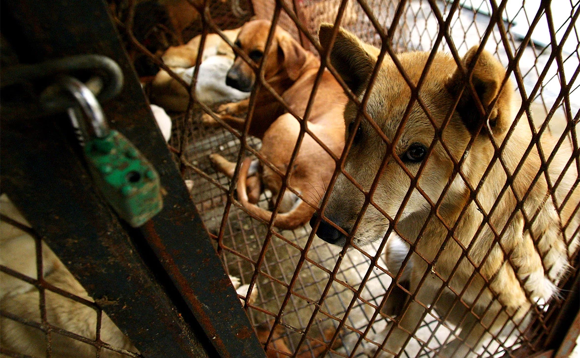 Chung Sung-Jun / Getty Images