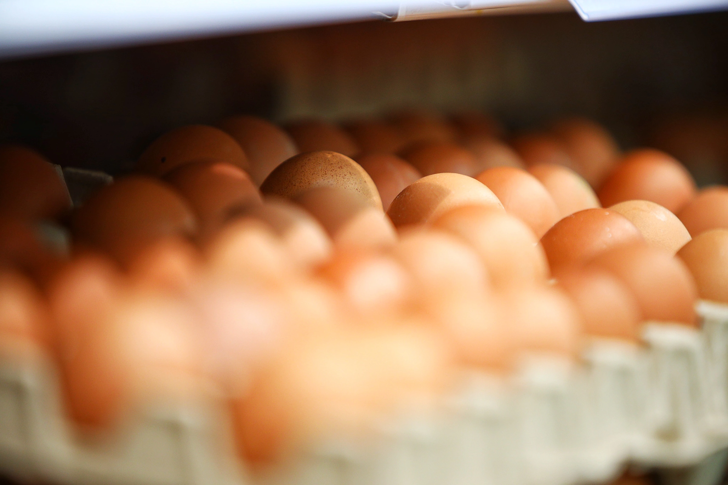 Александр Подгорчук