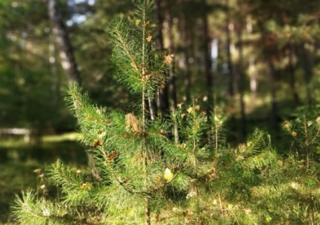 Фото: Алексей Коваленок / РБК Новосибирск