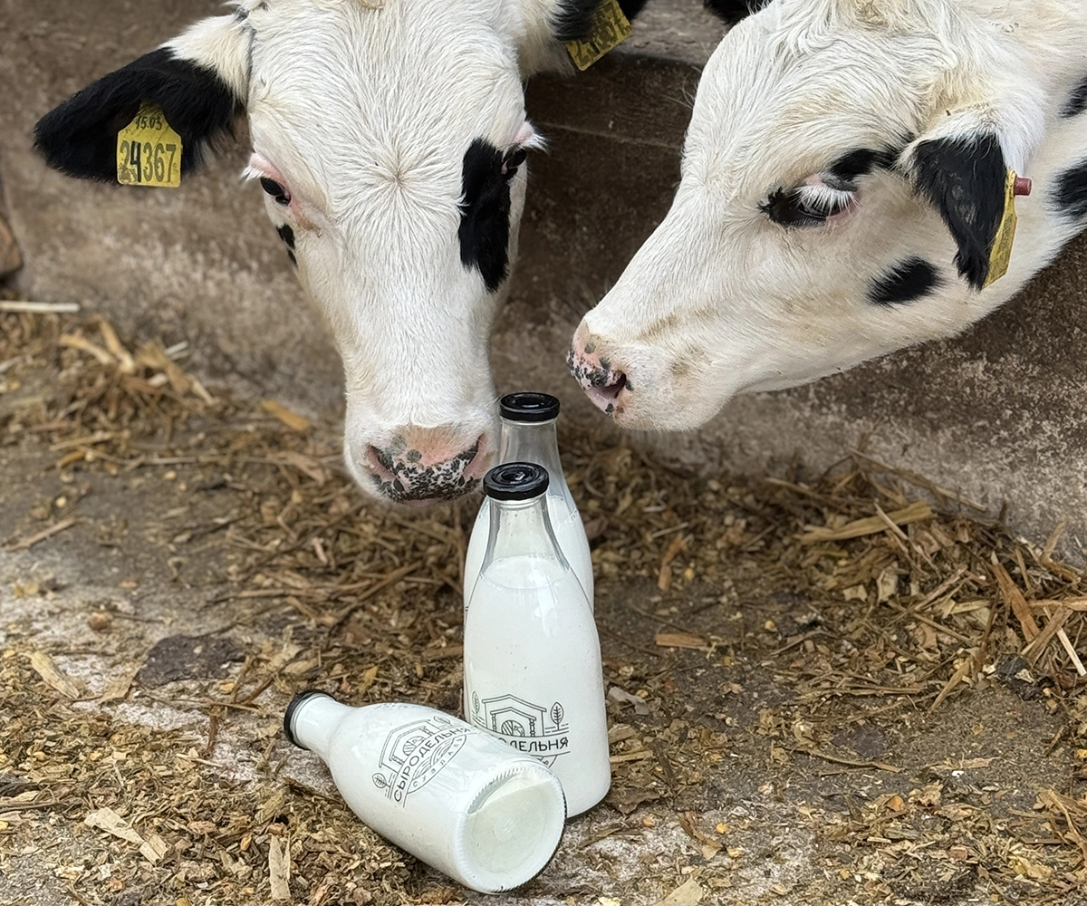 «Сыродельня» строится вокруг сыра собственного производства: из молока с фермы варят халлуми, страчателлу, бри, качотту, буррату, рикотту, чеддер, брынзу и иные позиции, а еще здесь придумали картофельно-сметанные лепешки с начинками как русскую альтернативу пицце