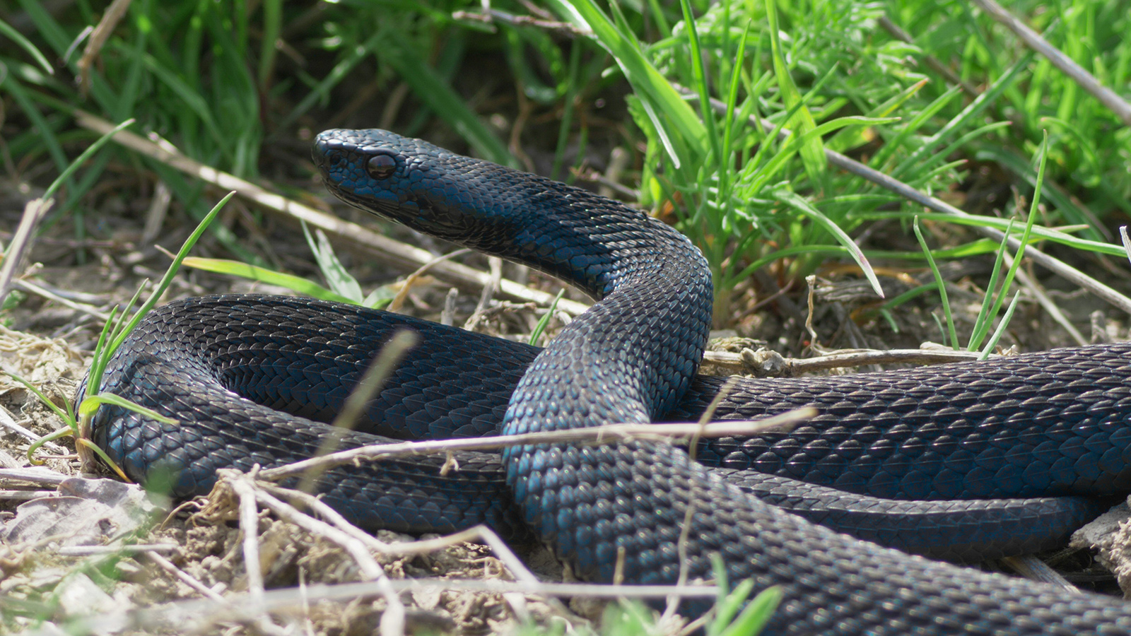 Черная гадюка