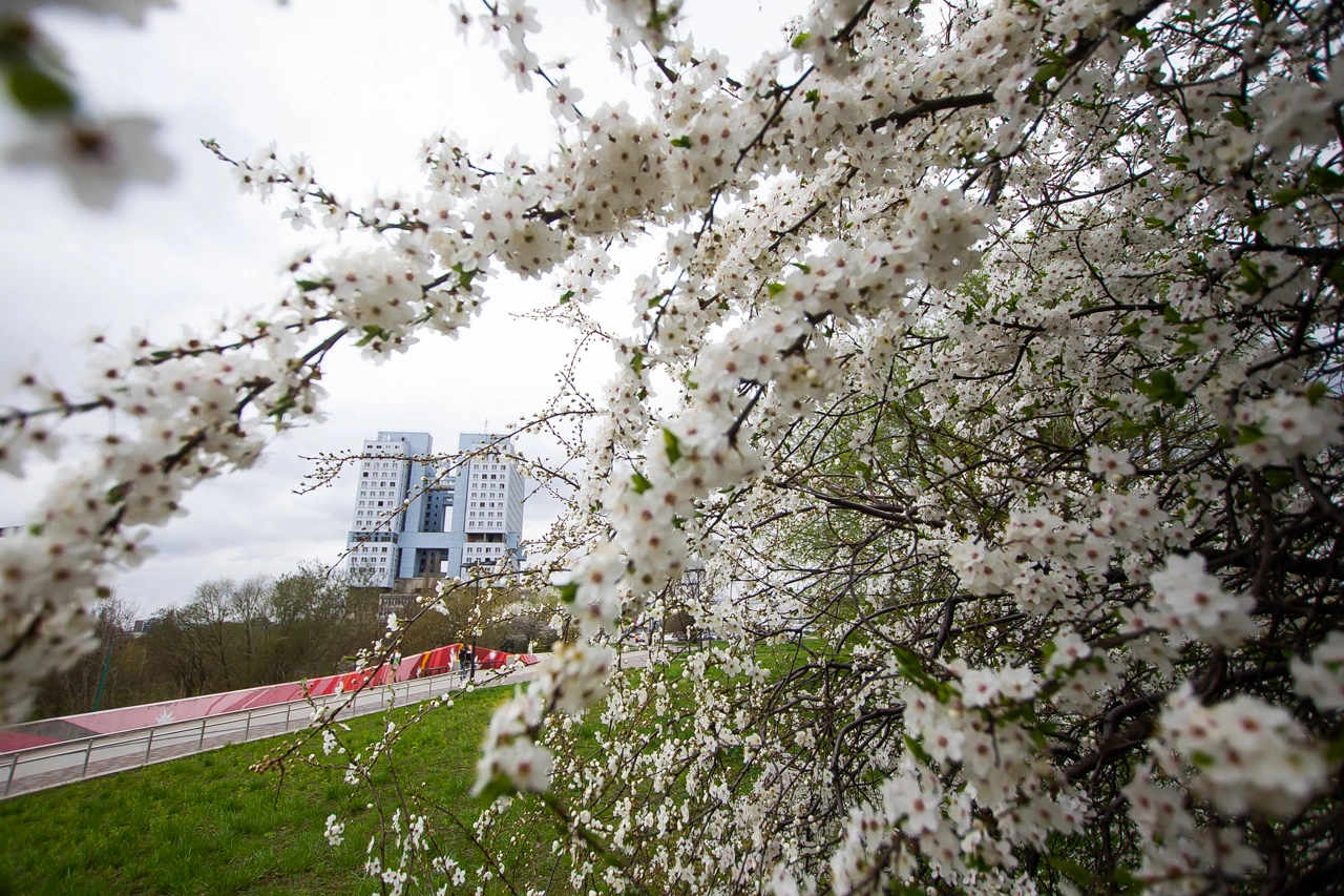 Александр Подгорчук