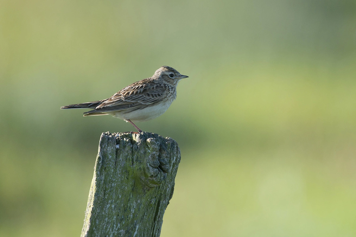 Песню полевого жаворонка можно услышать даже на окраинах городов