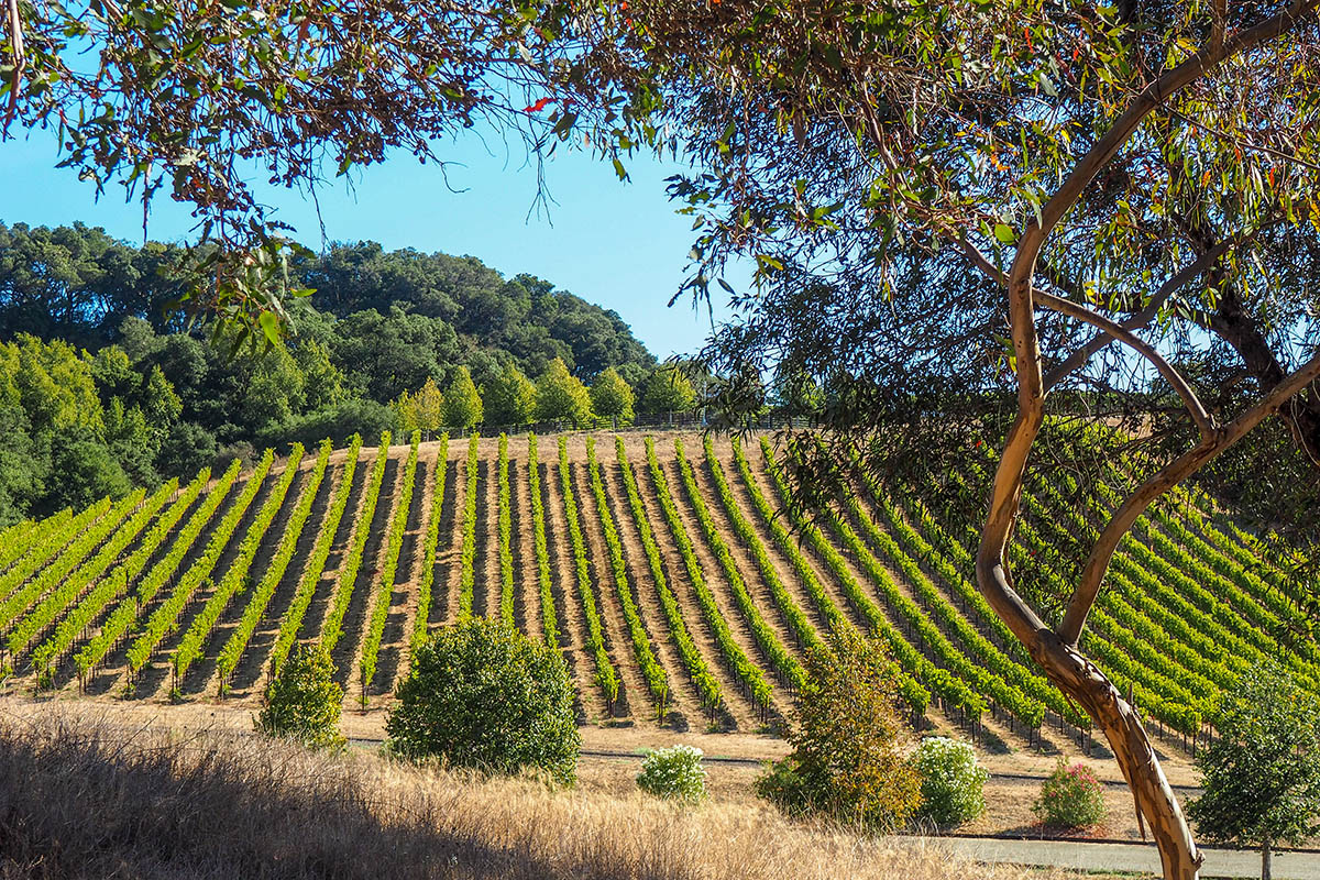 Самая южная часть Краснодарского края, безусловно, сыграла свою роль в развитии современного российского виноделия