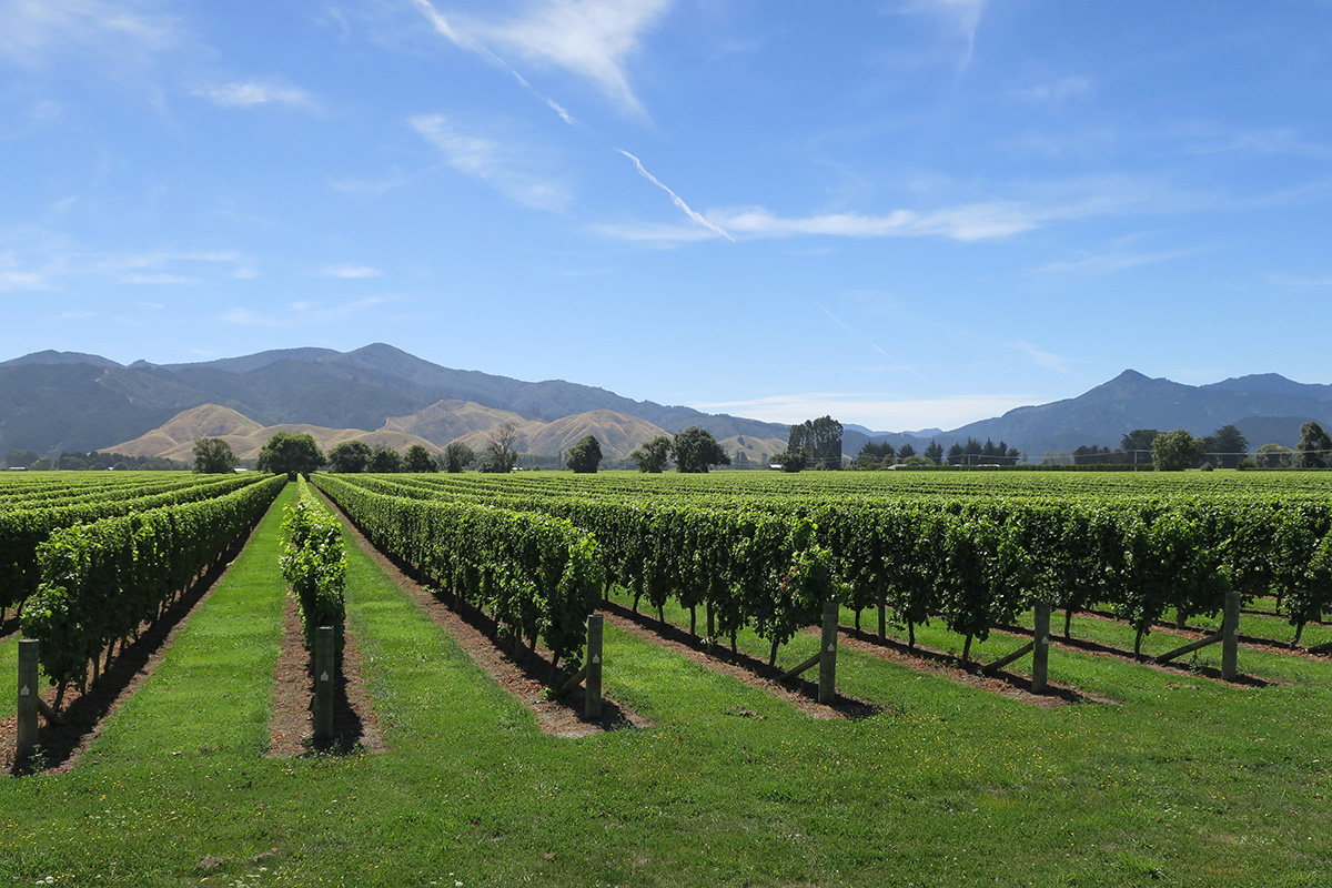 Дары многоводной долины: какие вина делают в регионе Мальборо