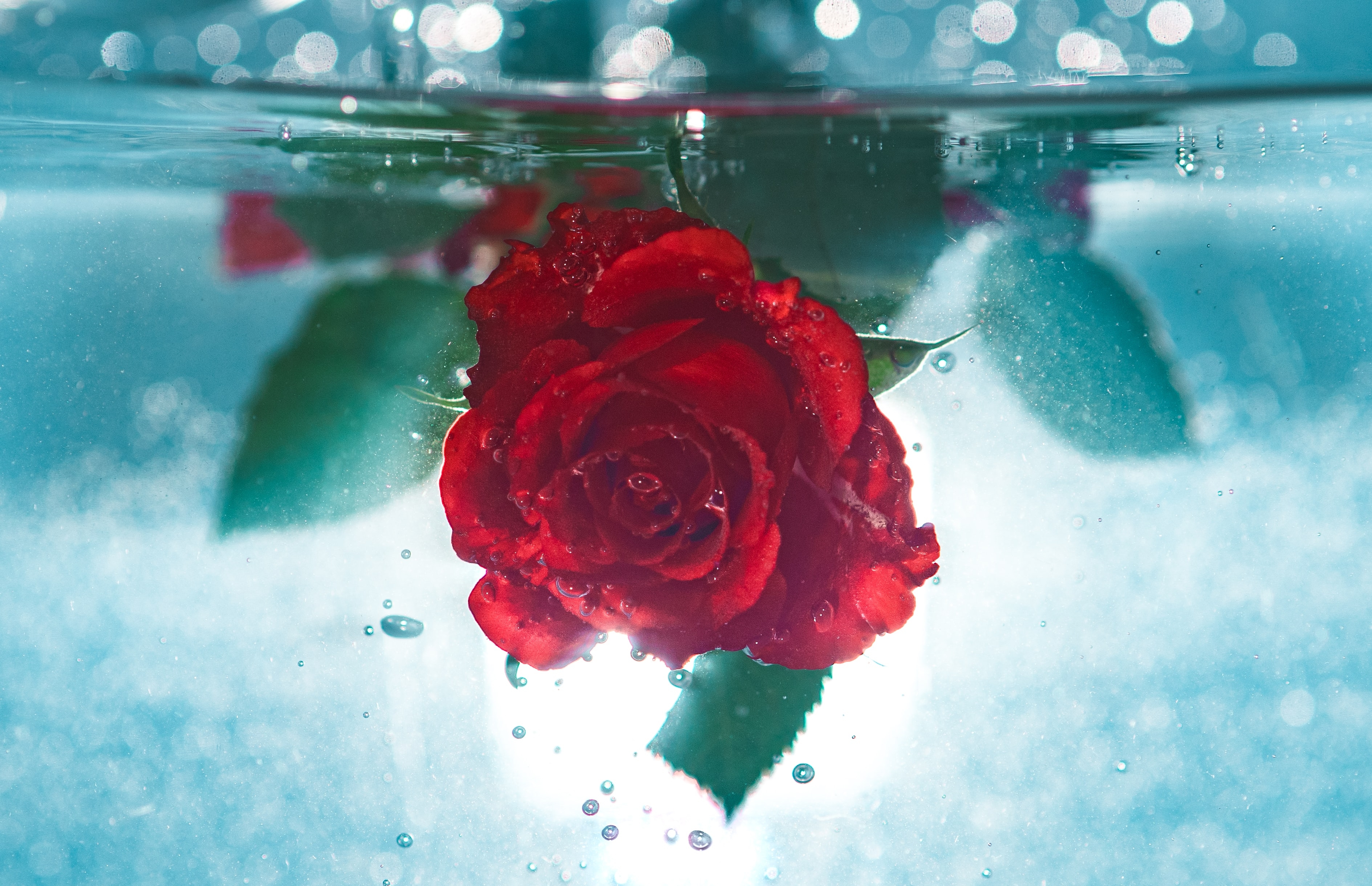 Как приготовить розовую воду в домашних условиях из лепестков роз для лица