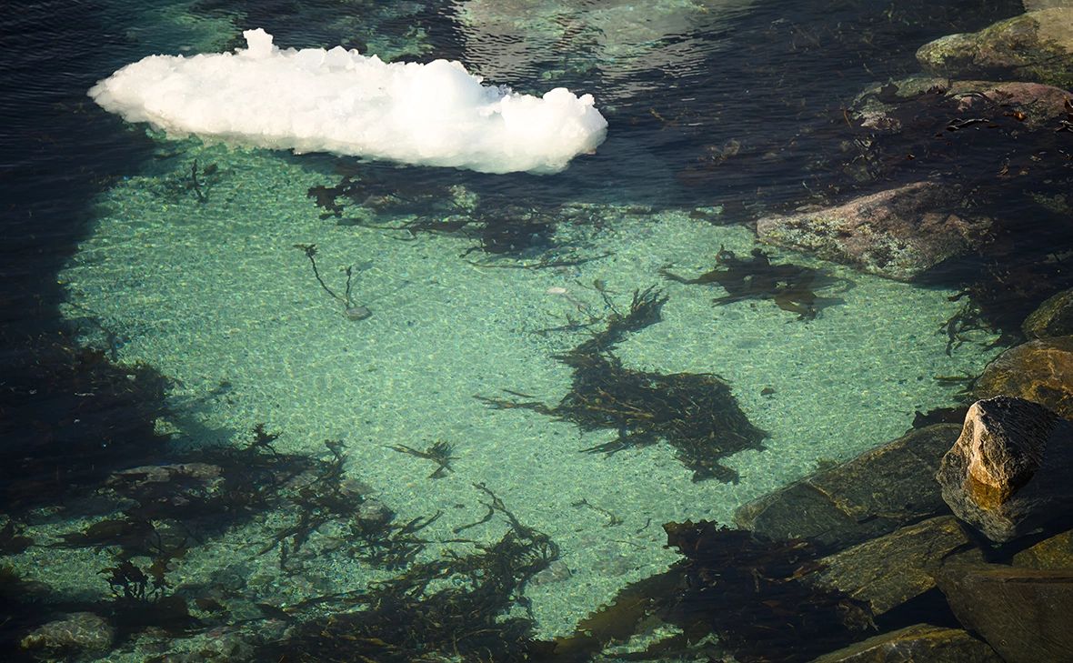 Leon Neal / Getty Images