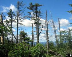 Эксперты: РФ не готова к введению частной собственности на лес