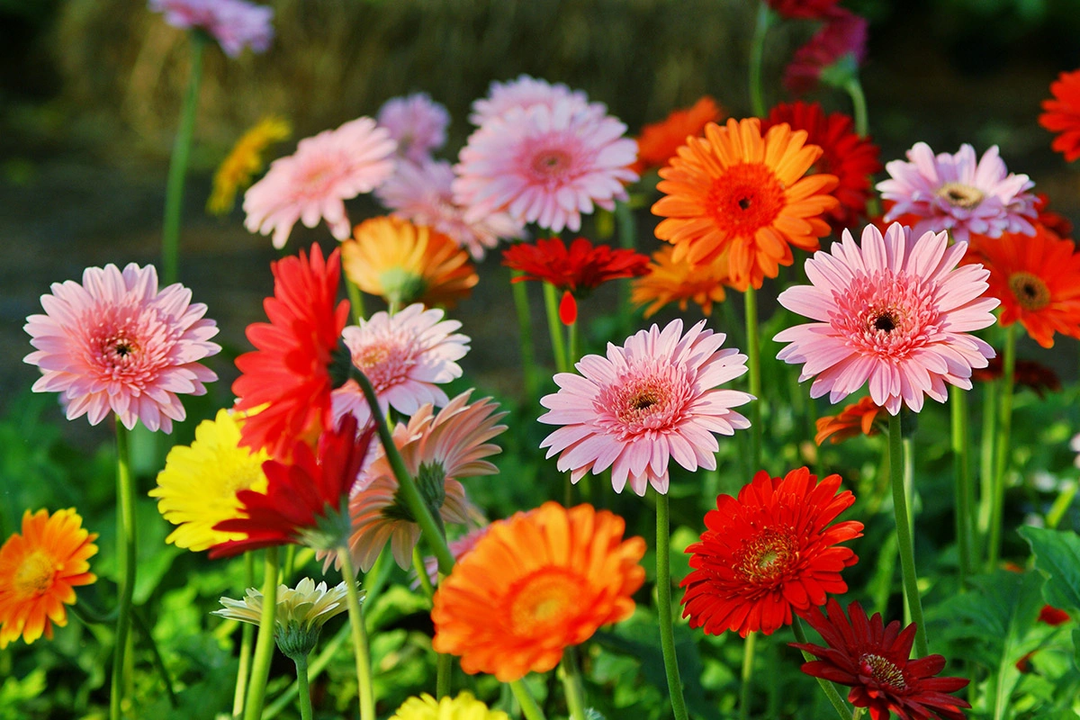 Цветы БУКЕТЫ ЦВЕТОВ Красивые картинки Фото Букет