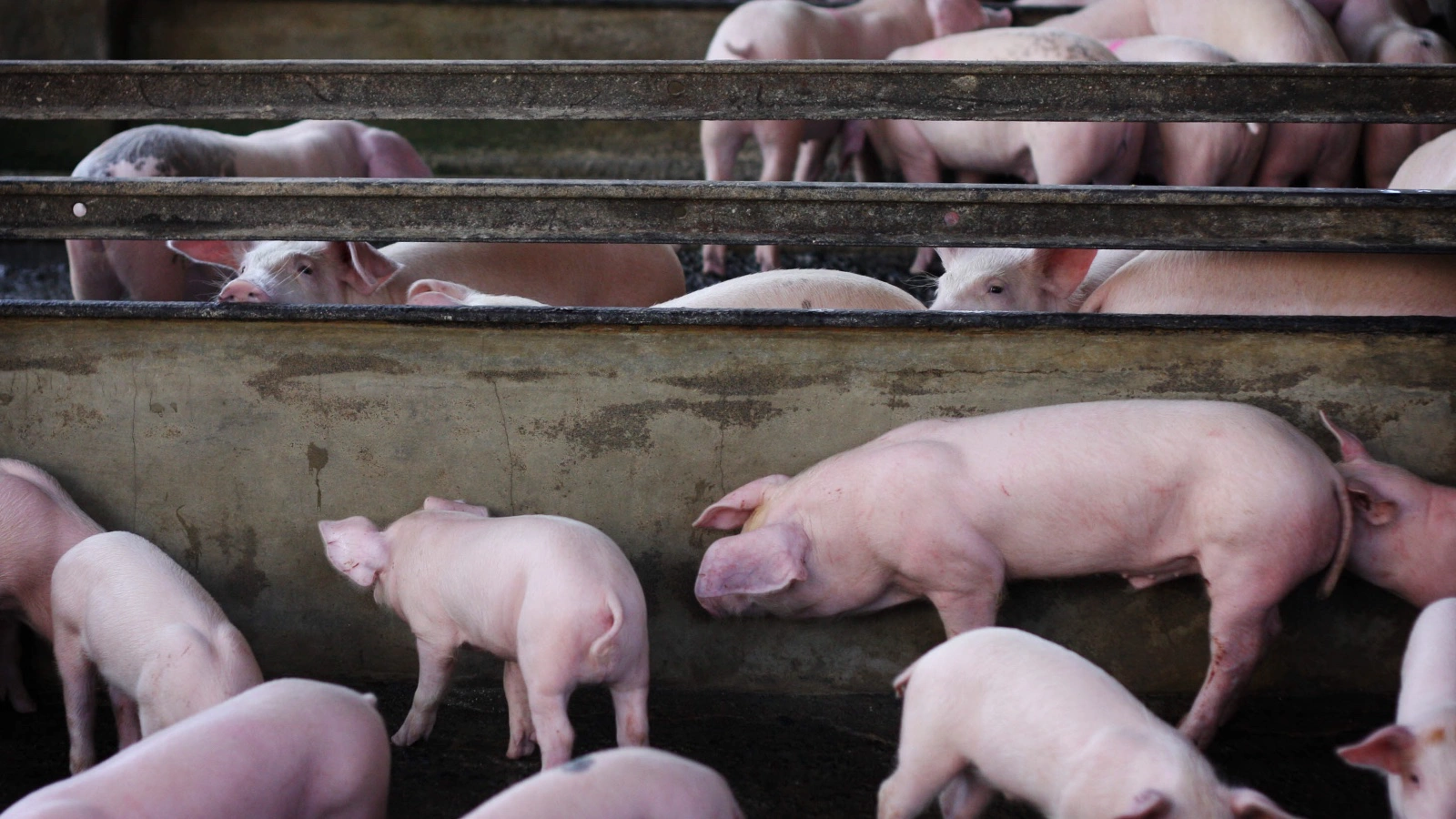 В США свиньи сбежали из загона и загрызли хозяина