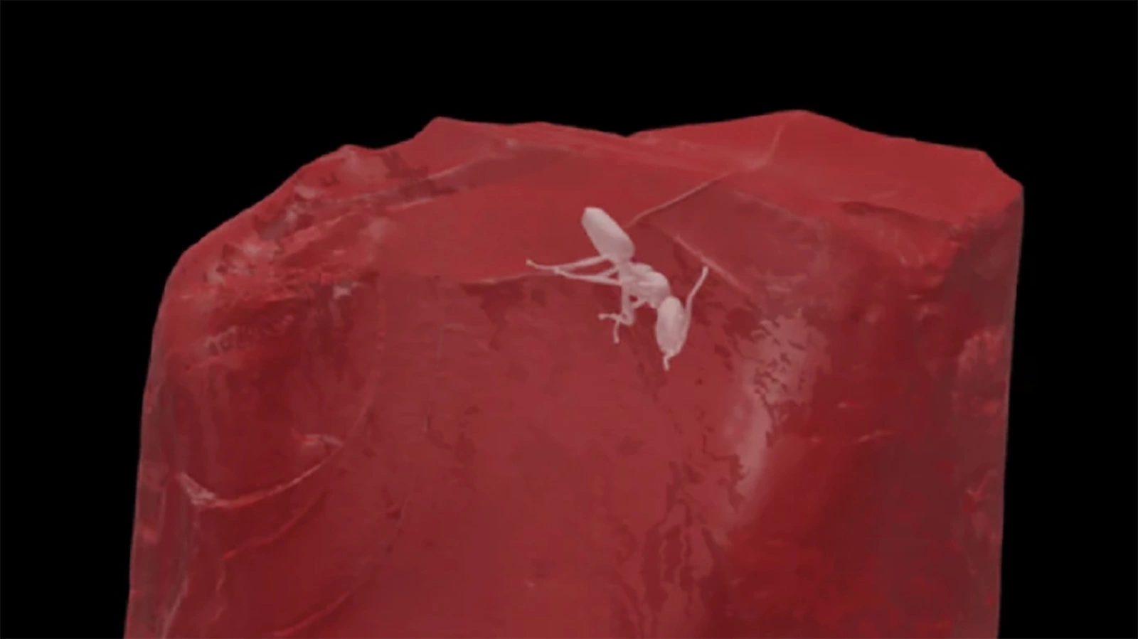 Муравей возрастом около 40 млн лет