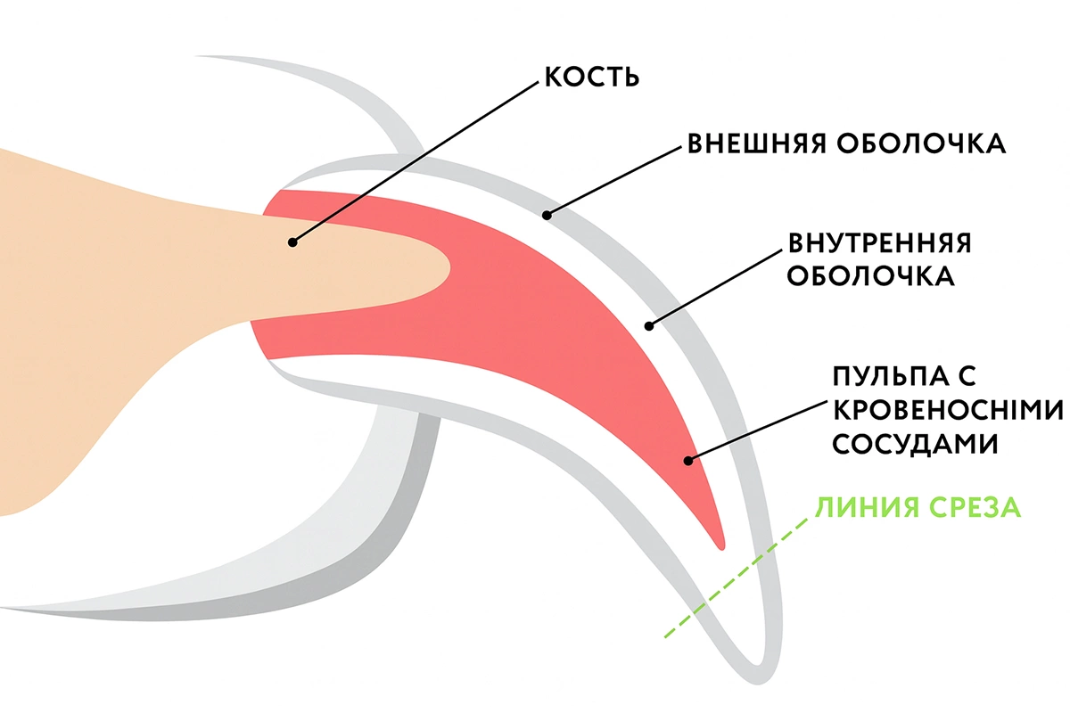 Схема, как правильно стричь когти кошке