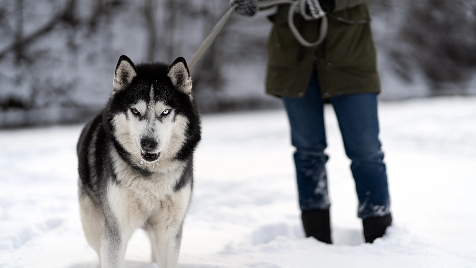 Комитет ГД одобрил увеличение штрафов за нападения домашних животных