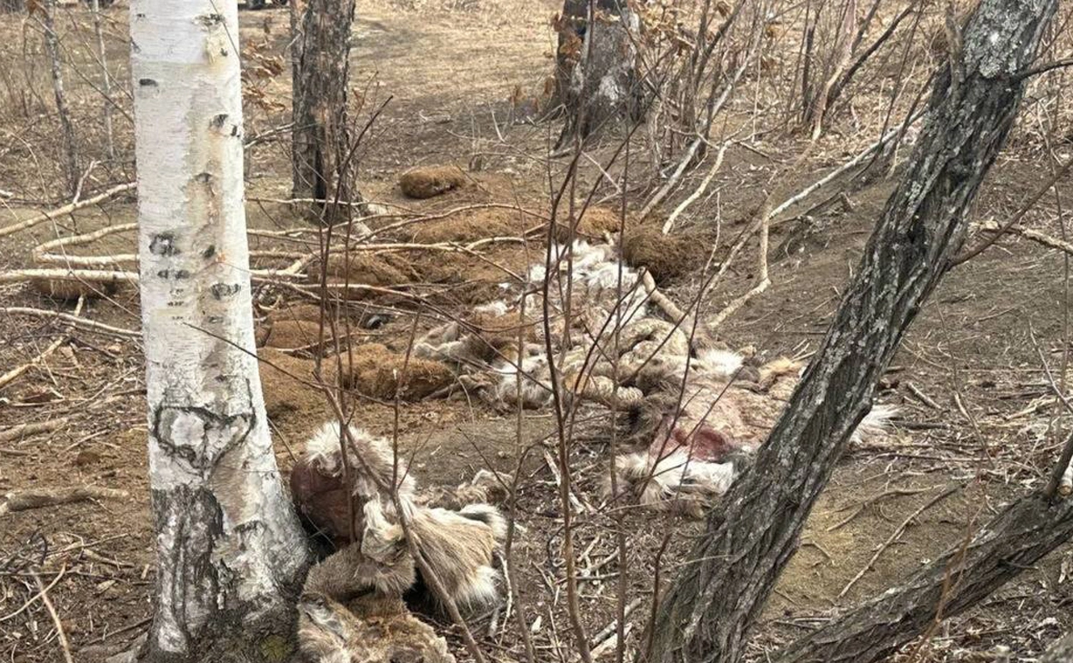 Прокуратура Приморского края