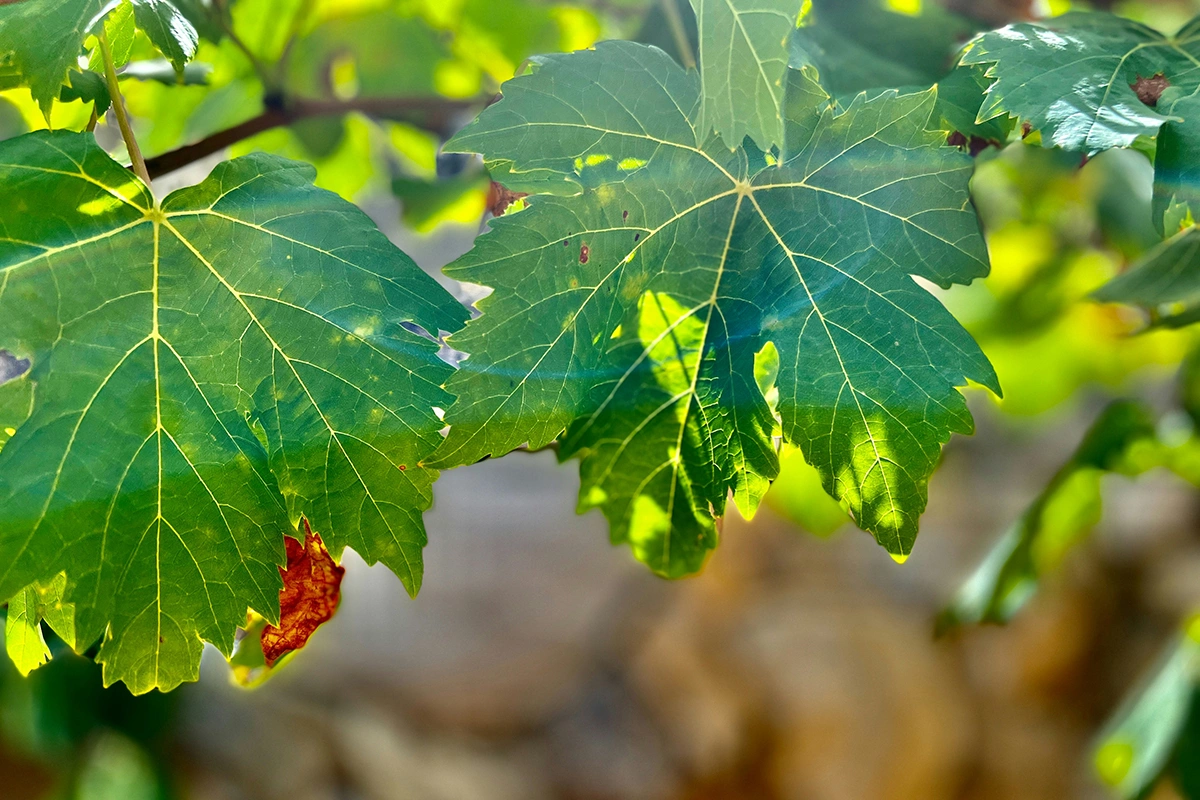 Звуки природы, а именно композитное сочетание звука ветра, шелеста листвы, записанного на виноградниках (вместе с другими звуками негромкой деятельности на виноградниках), способны подчеркнуть восприятие выразительности