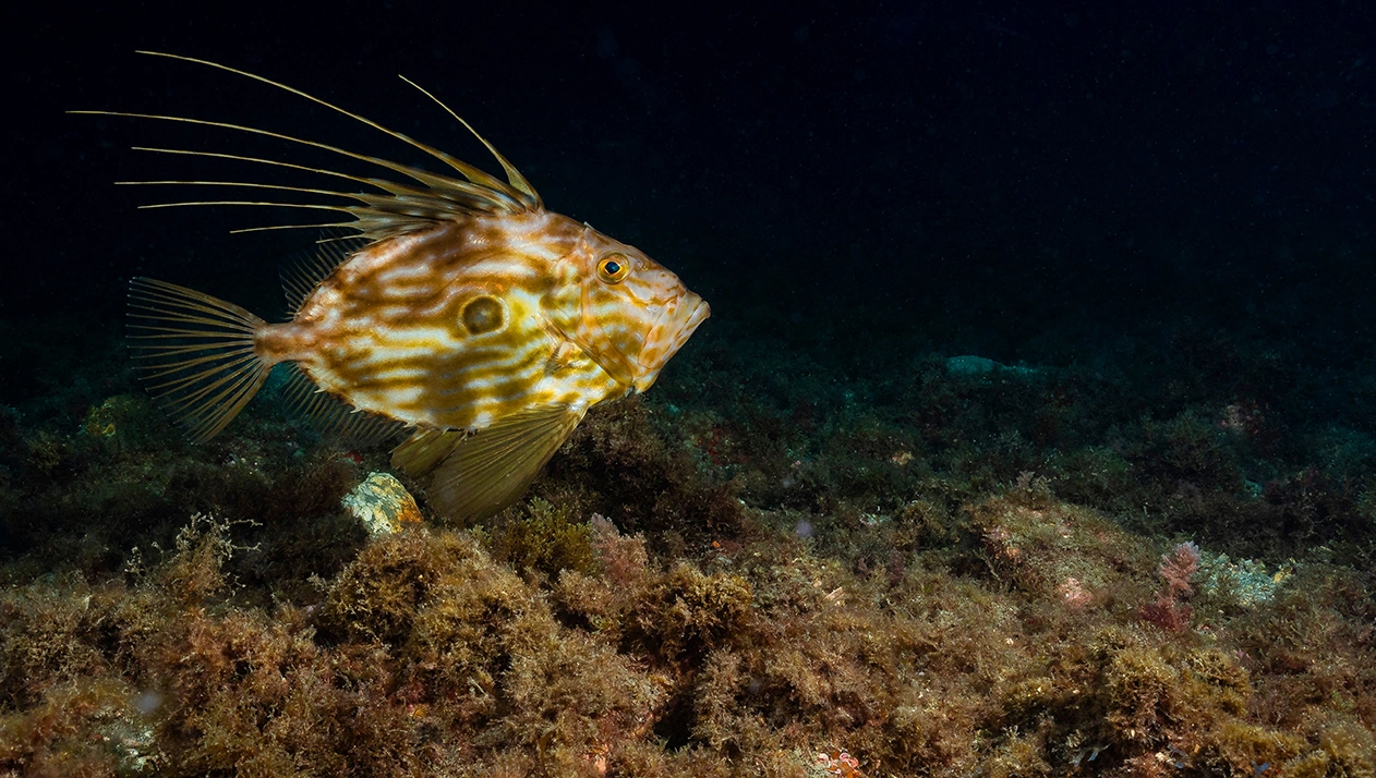 Рыба Джон Дори (солнечник)