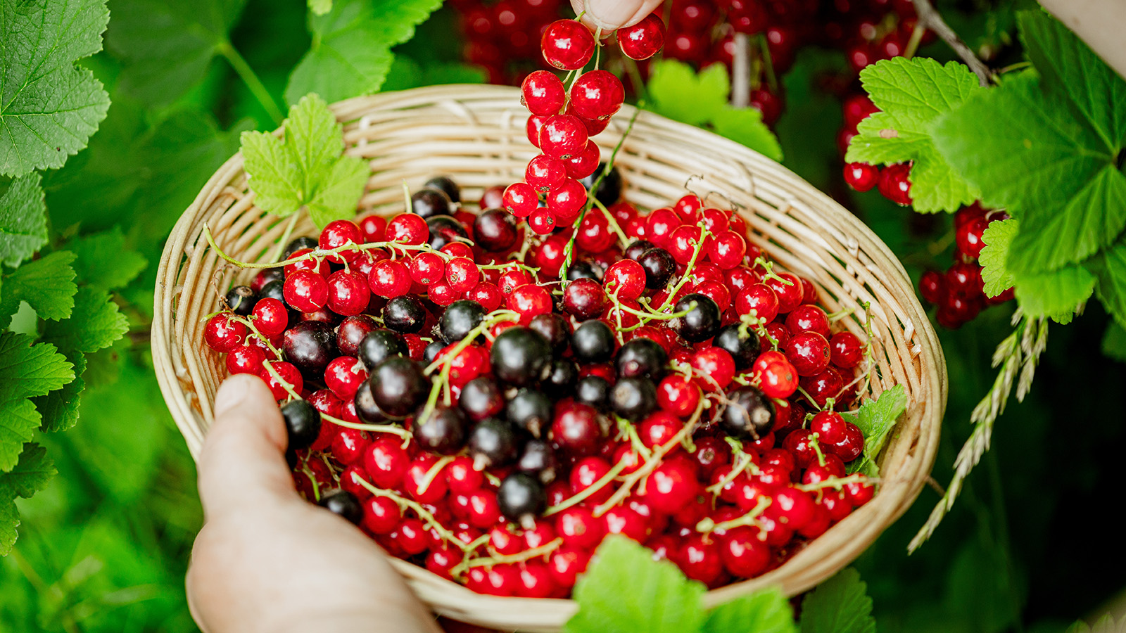 Болезни смородины, как и большинства растений, могут быть инфекционными и неинфекционными