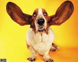 Собачьи уши застраховали на 55 тысяч долларов