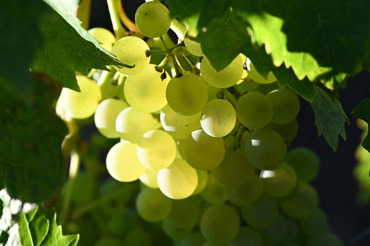 Исторически классическое шампанское делают из трех сортов винограда: белого «шардоне» и черных «пино нуар» и «пино менье» примерно в одинаковых пропорциях