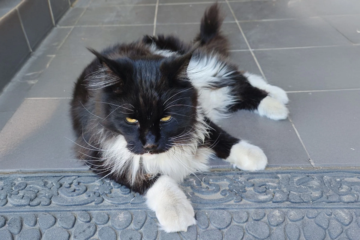 Кот Марс