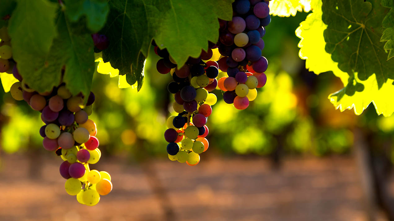 В Алтайском крае зарегистрировали первую винодельню