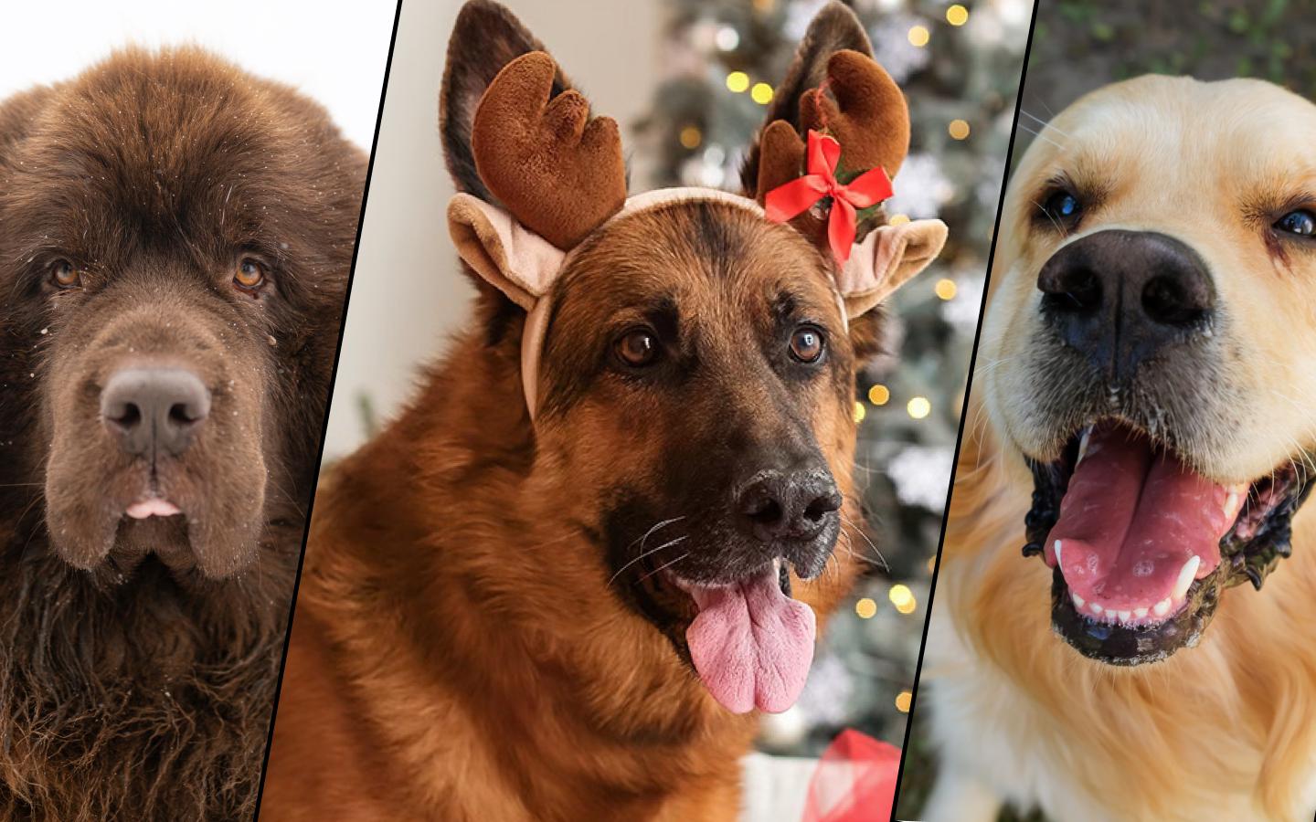 Названы 5 очень больших, но при этом добрых пород собак. Список и фото