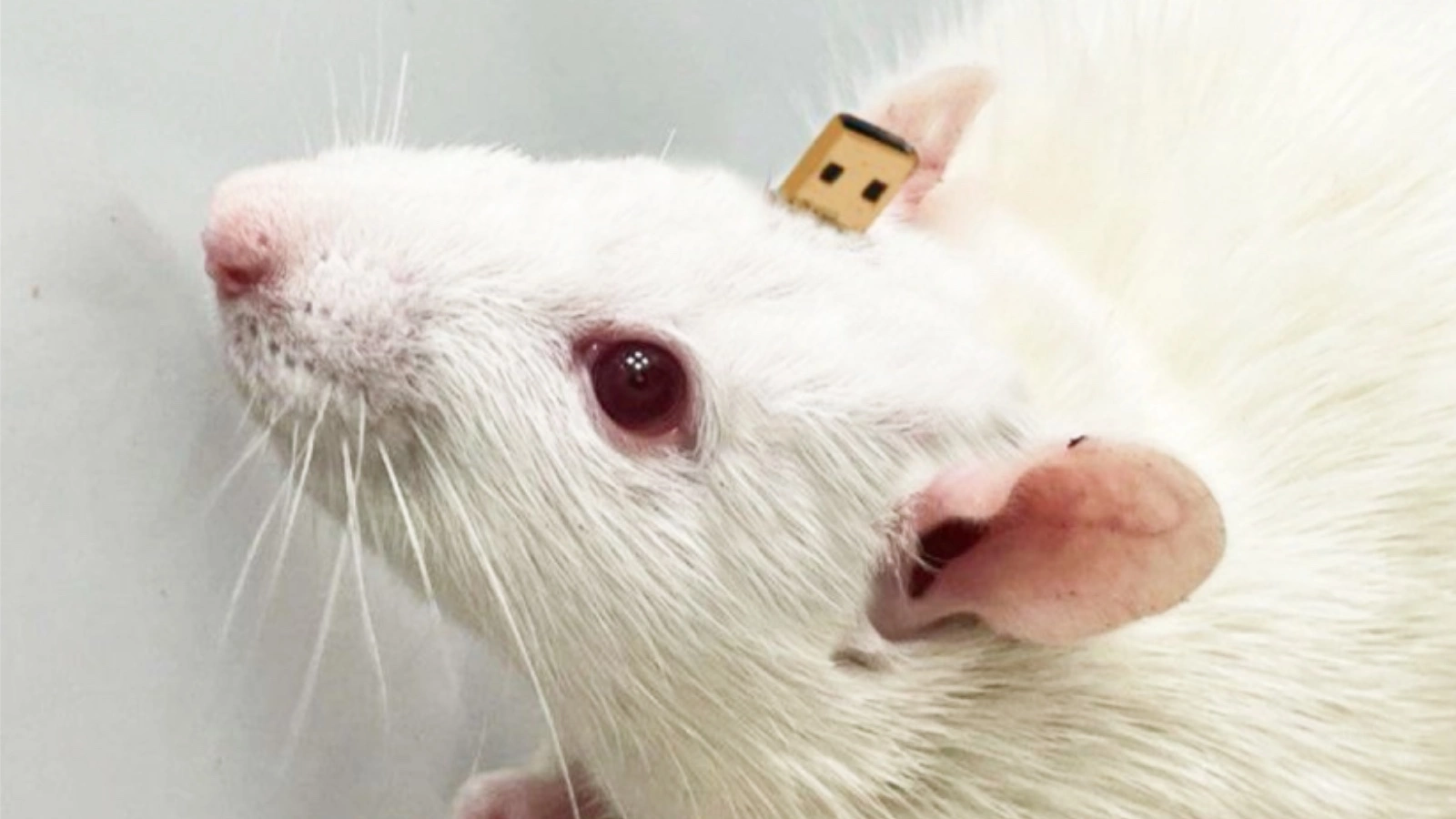 Крыса Пифия с нейроимплантом в мозге