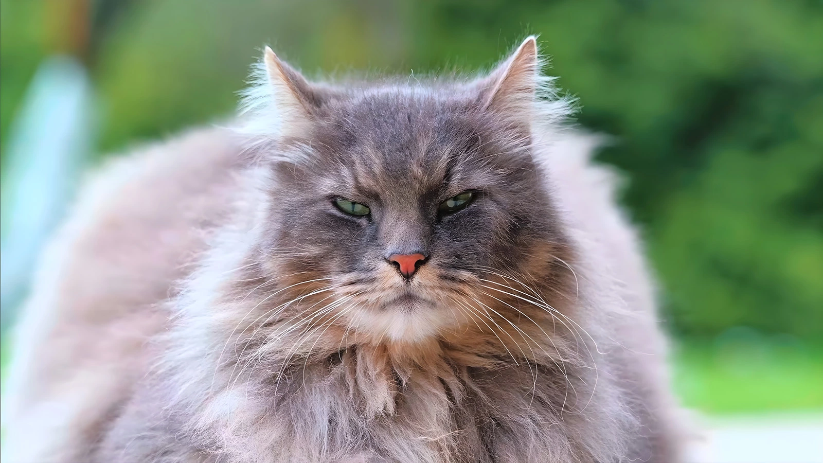 Невская маскарадная кошка