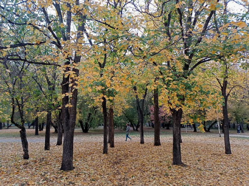 Алексей Коваленок / РБК Новосибирск