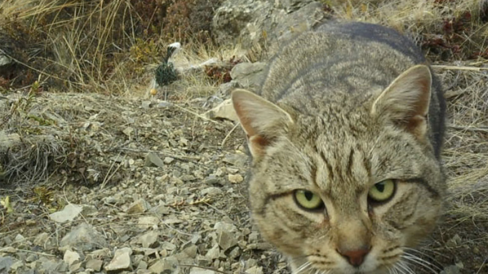 Дикая кошка