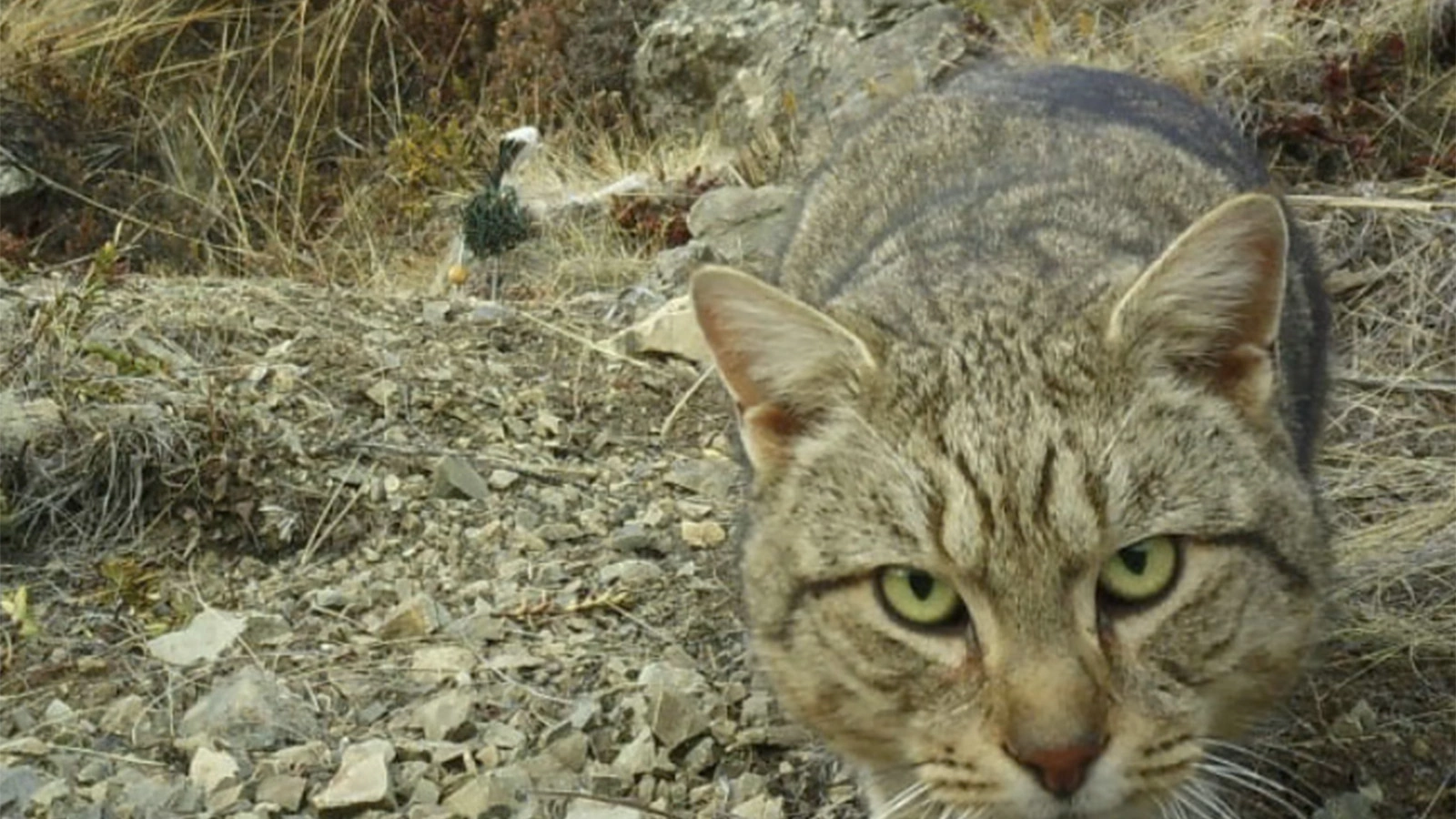 Дикая кошка