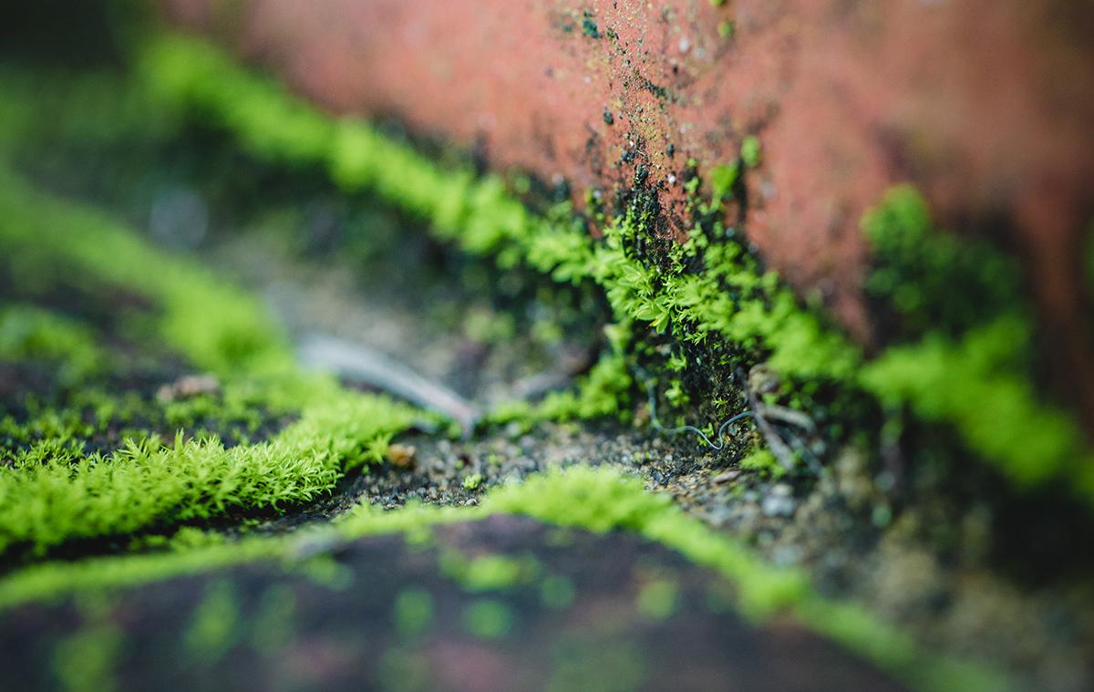 Как избавиться ото мха в теплице: 5 эффективных способов