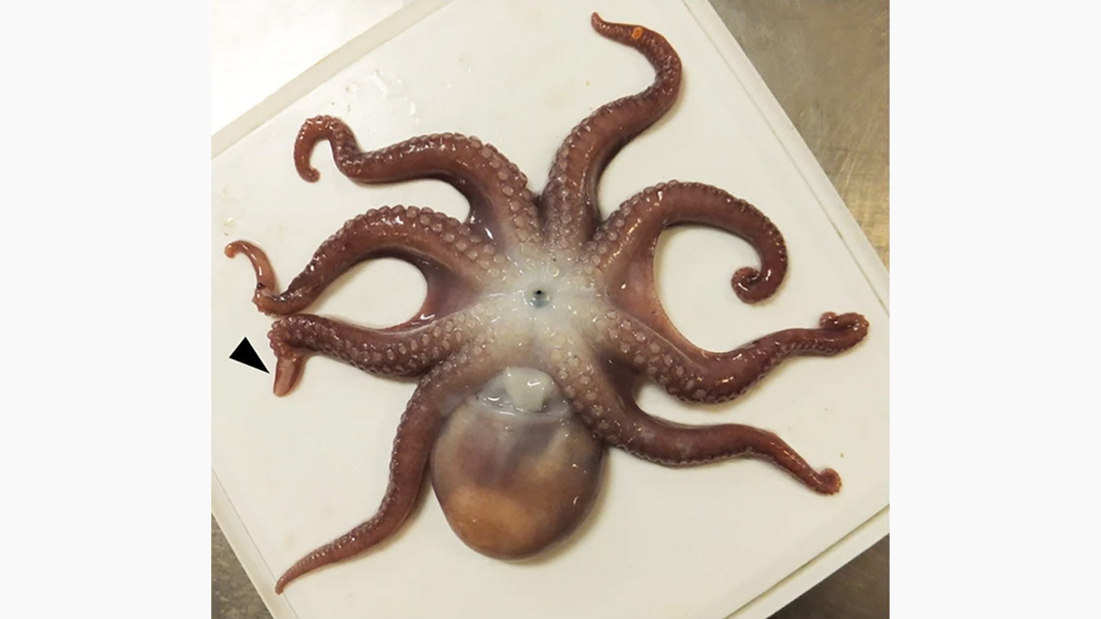 <p>Обнаруженный в Арктике новый вид осьминога Muusoctopus aegir</p>