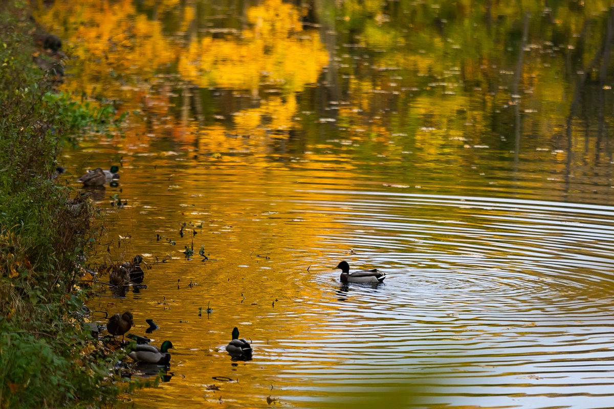 Александр Подгорчук