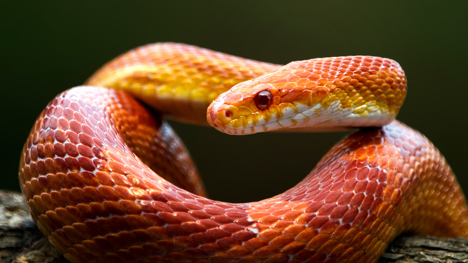 Змея относится к группе. КУКУРУЗОВЫЙ полоз. Кукурузная змея. Красная змея. Оранжевая змея.