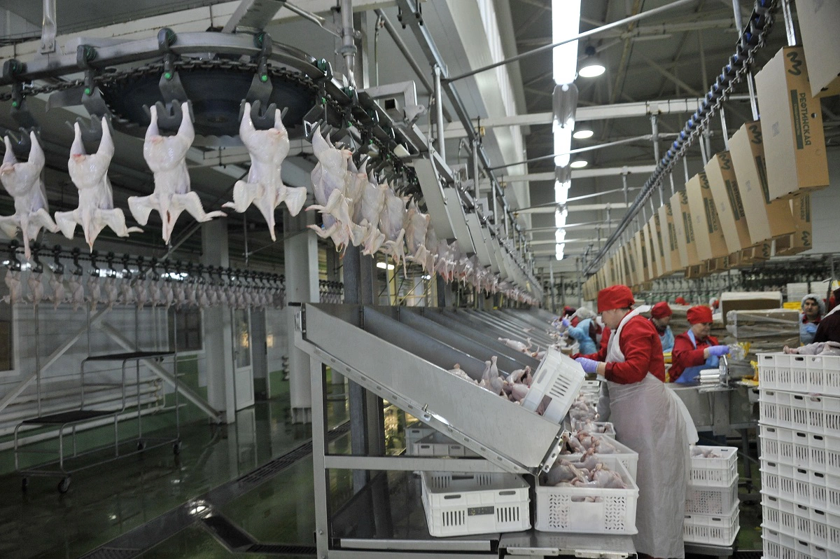 Павел Ворожцов, ОГ