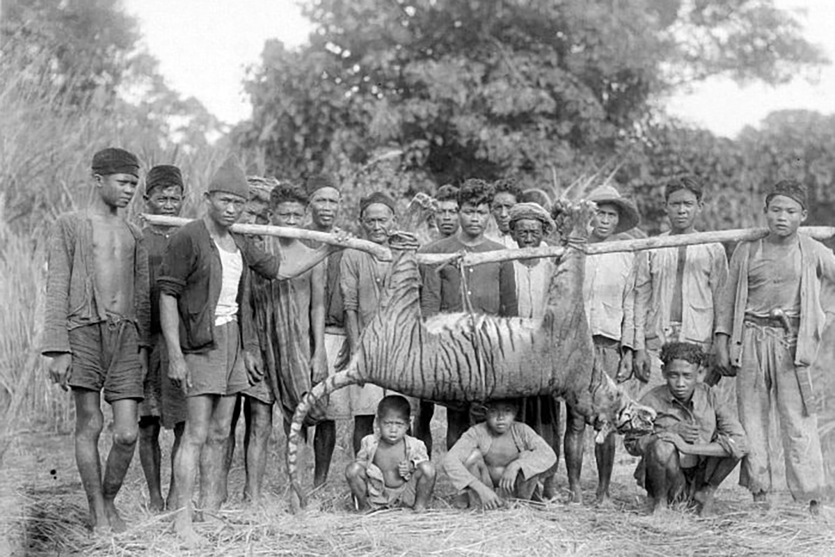 <p>Местные жители позируют с убитым тигром. Западная Ява. 1941 год</p>