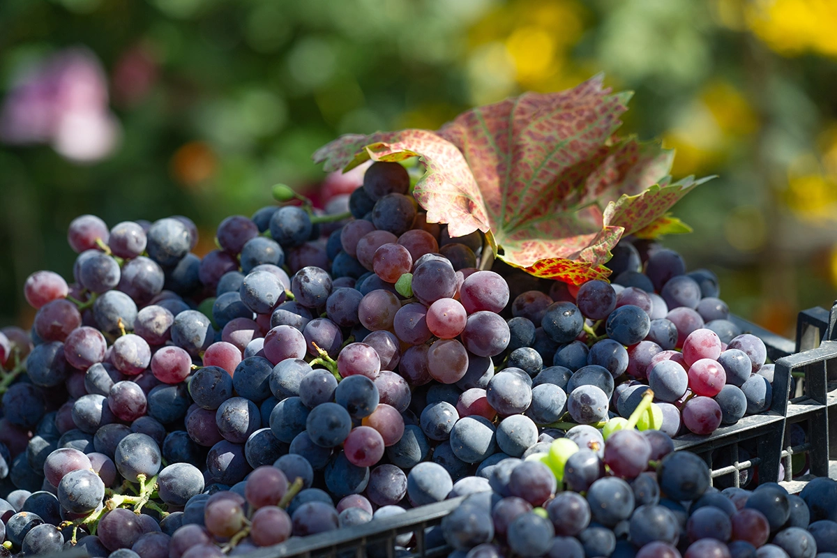 Особенности кубанских вин складываются под влиянием особых климатических условий, разнообразия почв, сортов винограда и технологий производства