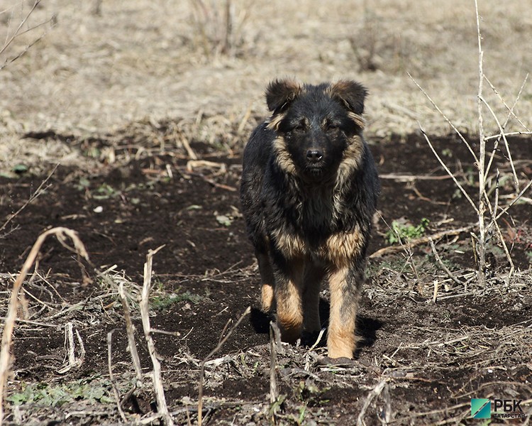 В Татарстане хотят узаконить плановый отлов безнадзорных животных