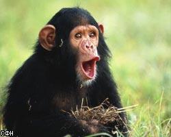 Лондонский шимпанзе ворует мобильники