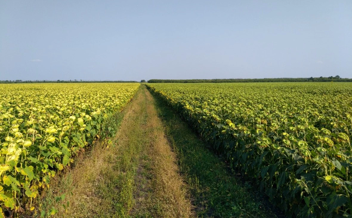 РБК Черноземье