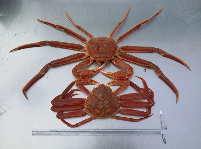 Пресс-служба ВНИРО