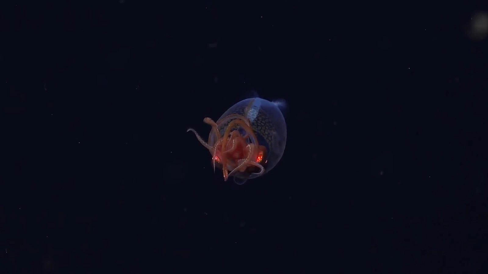 Кальмар Gonatus antarcticus